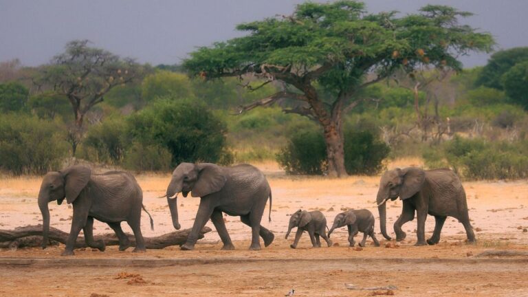 Le Zimbabwe prévoit d’abattre des éléphants pour distribuer leur viande