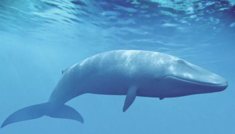 New Jersey une baleine meurt après avoir été percutée par un bateau