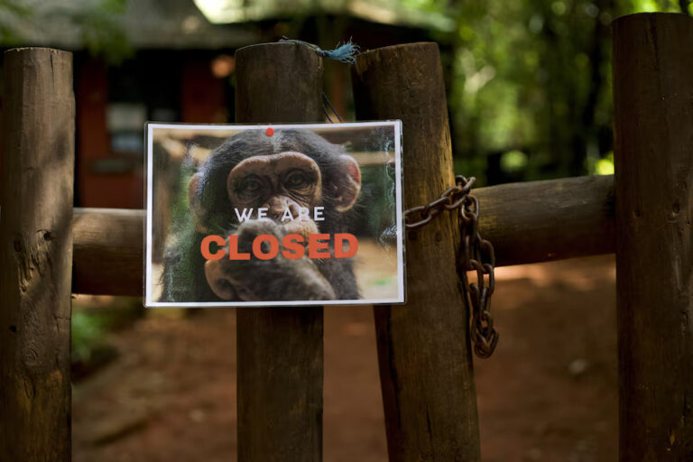 Sierra Leone un sanctuaire de chimpanzés ferme ses portes pour alerter sur la déforestation